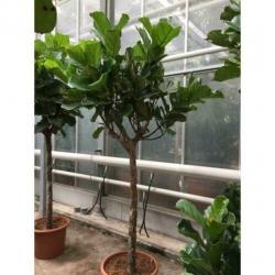 Ficus Lyrata - Vioolplant 440-450cm art27224