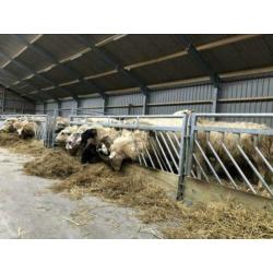 Zelfsluitend voerhek Veno hek voor schapen schapenhek hek