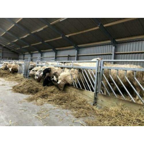Zelfsluitend voerhek Veno hek voor schapen schapenhek hek