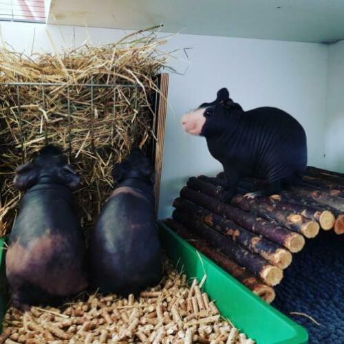 Castraat met 2 dames zoeken nieuw thuis