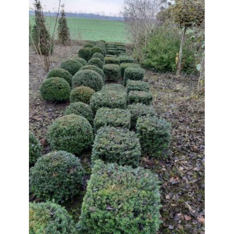 Groen blijvende bollen en kubussen van Taxus ,Ilex en Port