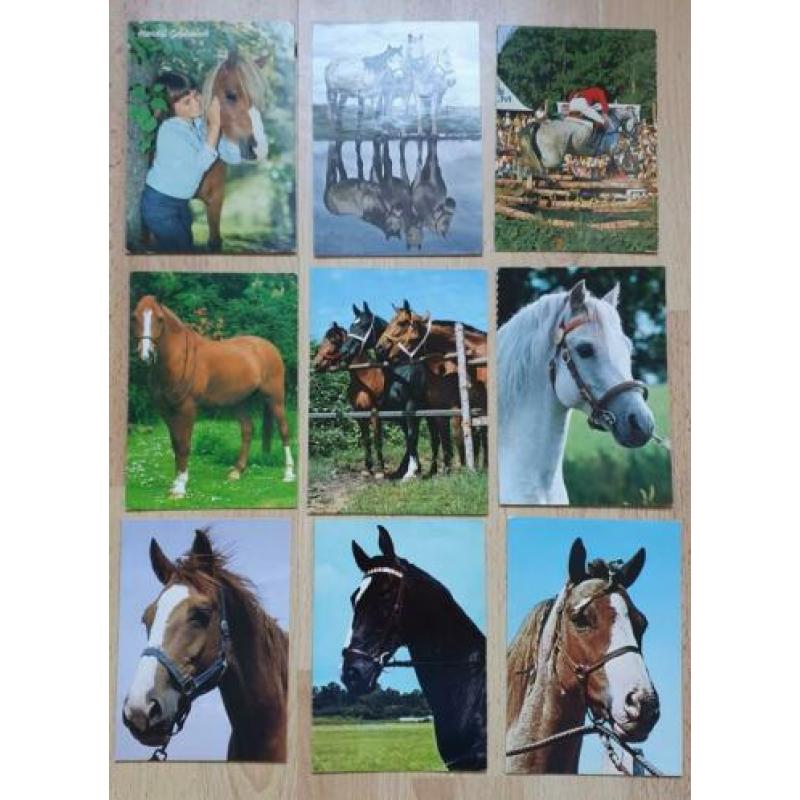 Diverse paarden spullen boeken,kaarten etc.
