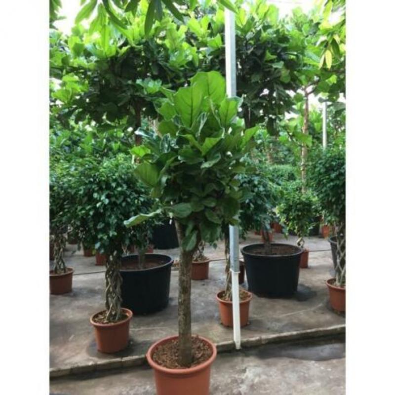 Ficus Lyrata - Vioolplant 440-450cm art27224