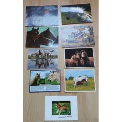 Diverse paarden spullen boeken,kaarten etc.