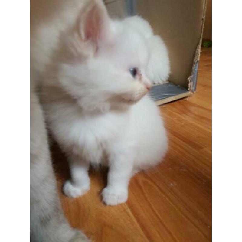 Ragdoll katertje creampoint