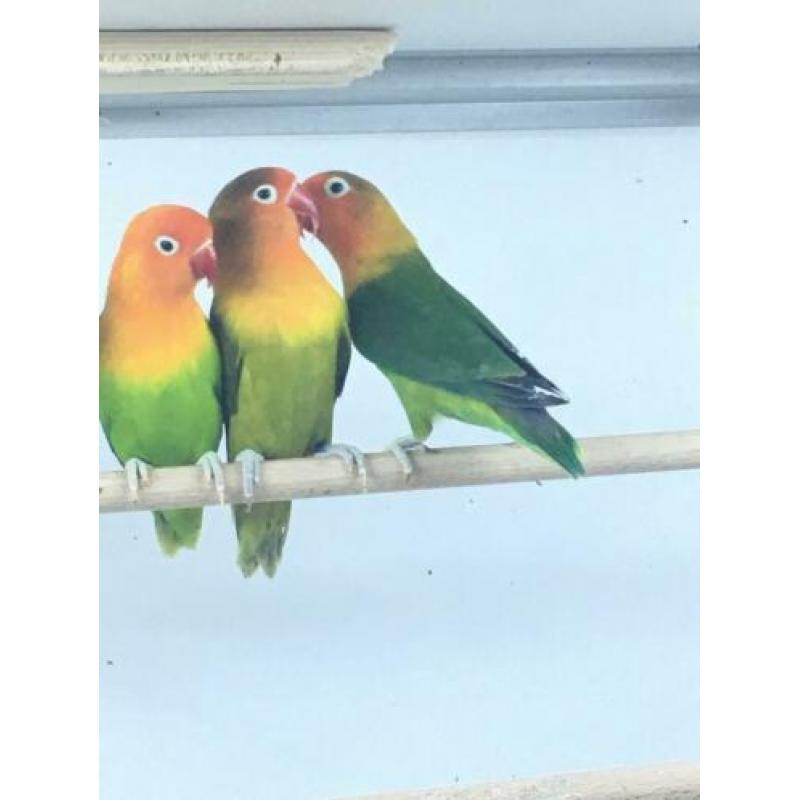 8 fischeri’s in verschillende mutaties
