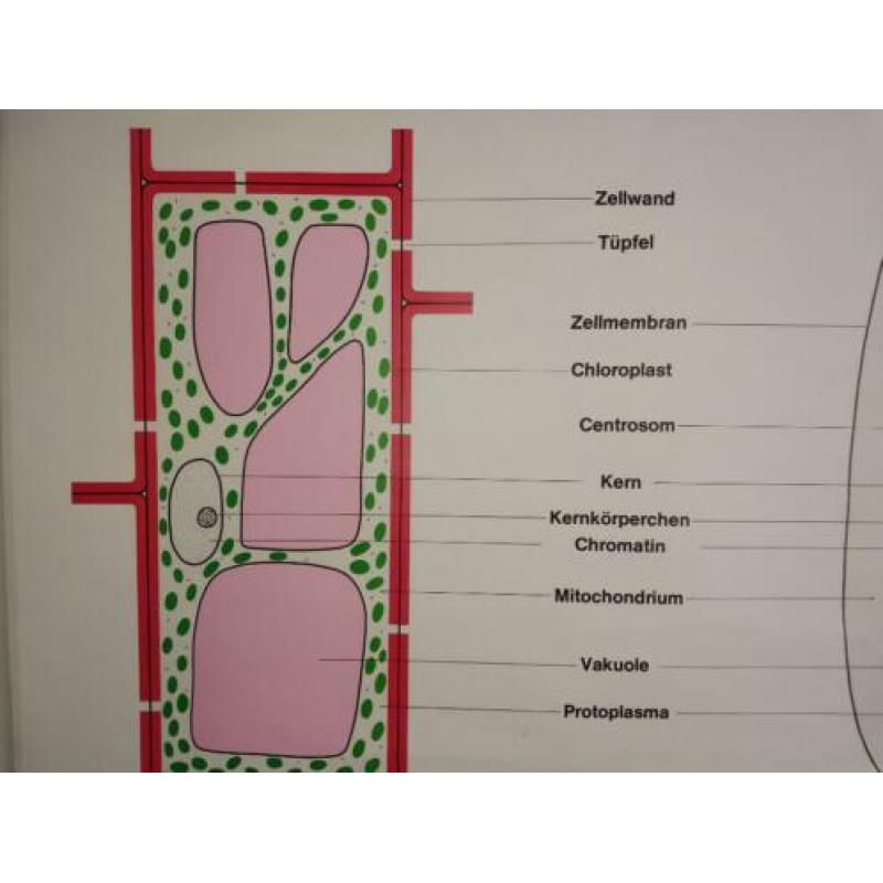leuke schoolkaart over de cel