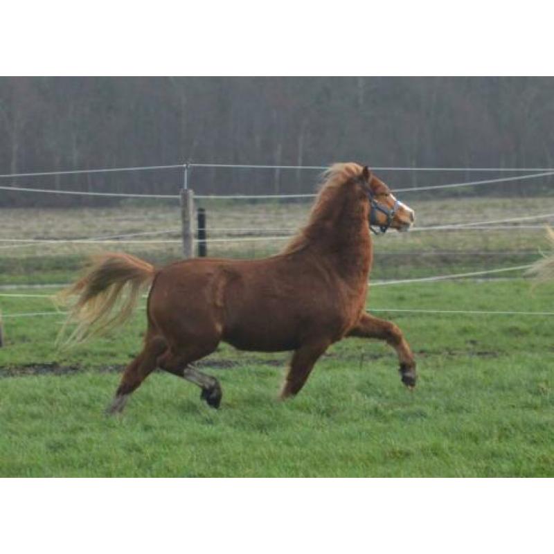 Mooi engels span te koop