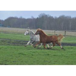 Mooi engels span te koop