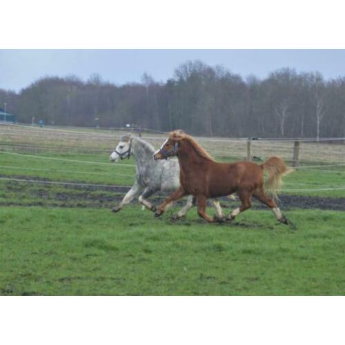 Mooi engels span te koop