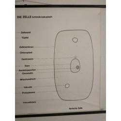 leuke schoolkaart over de cel