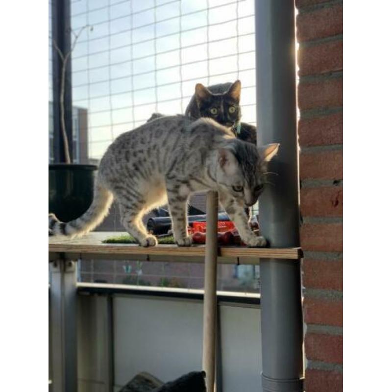 Savannah x Bengaal poes Stella