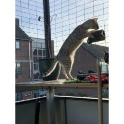 Savannah x Bengaal poes Stella