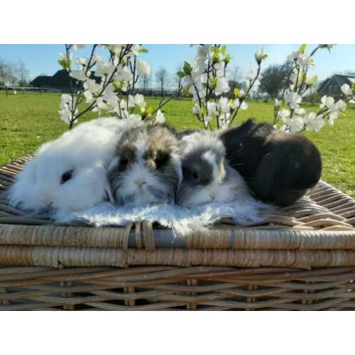 Super lieve dwerghangoortjes!
