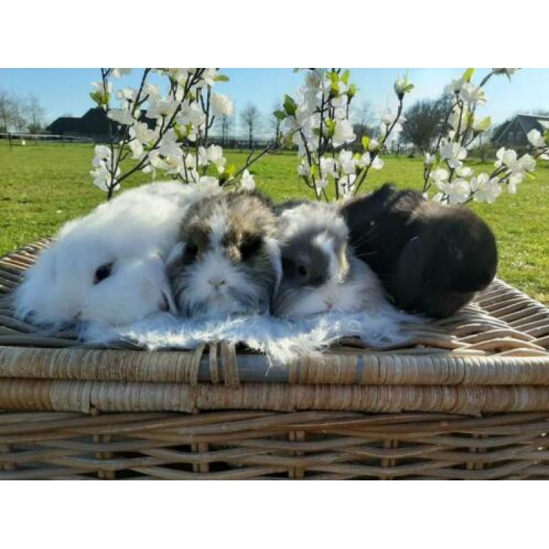 Super lieve dwerghangoortjes!