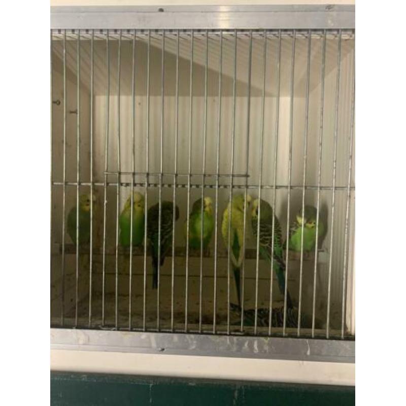 Grasparkieten te koop 18 poppen