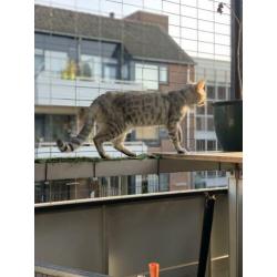 Savannah x Bengaal poes Stella