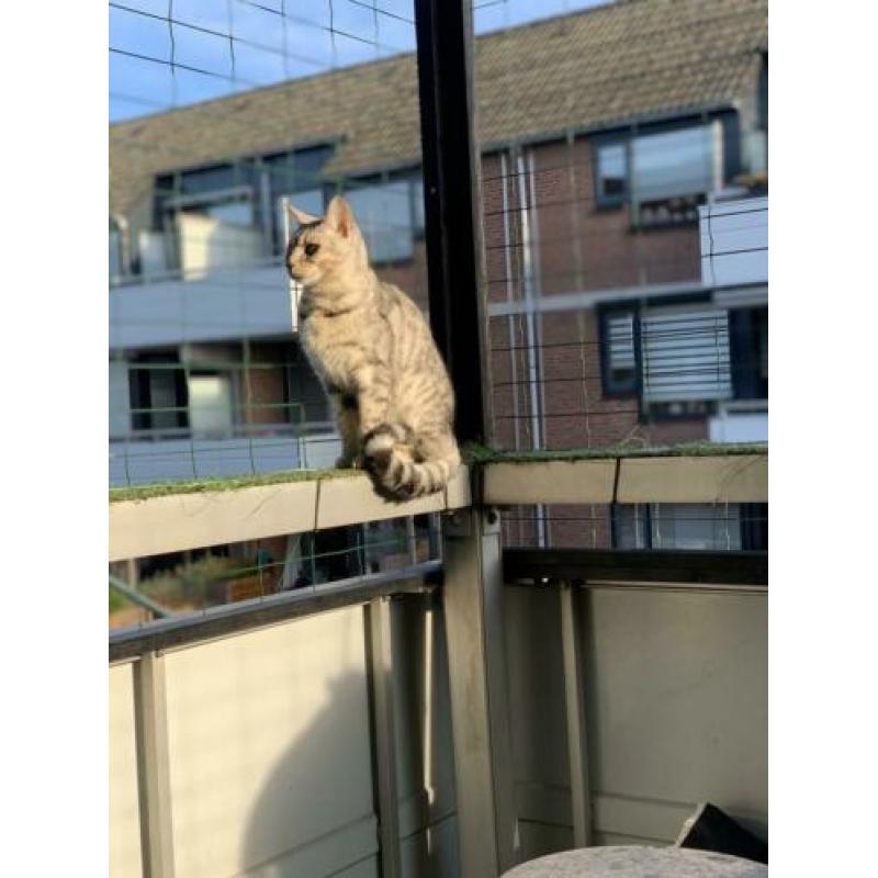 Savannah x Bengaal poes Stella