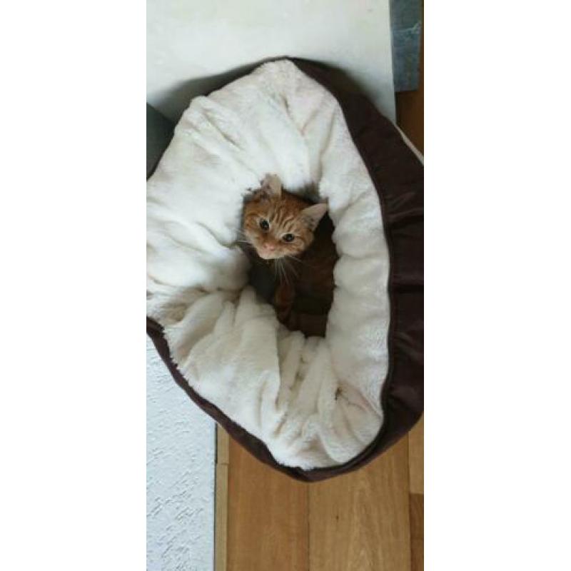 Ronde mand voor kat of kleine hond, bruin met beige,