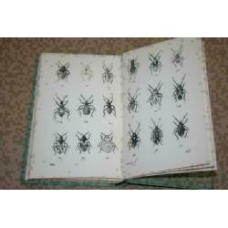 Wantsen (Insecten) - Serie Wat leeft en groeit - Ca 1950 !!
