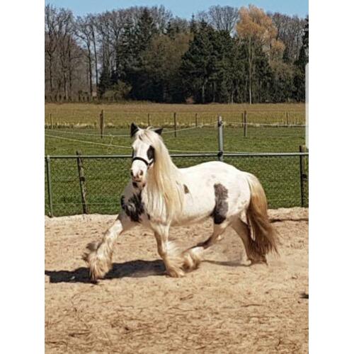 SD Elvive - Stoere kleine tinkermerrie