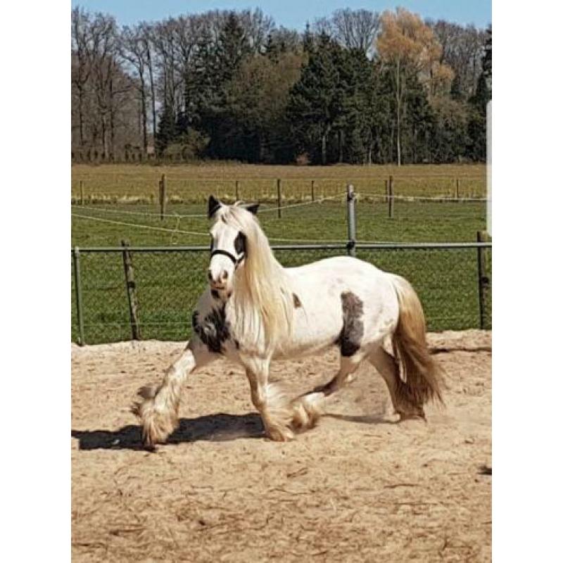 SD Elvive - Stoere kleine tinkermerrie