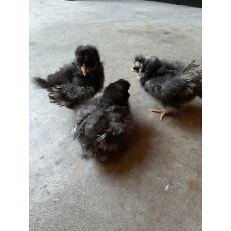 3 zijdehoender hennen koekoek 3 week oud geënt tegen Marek