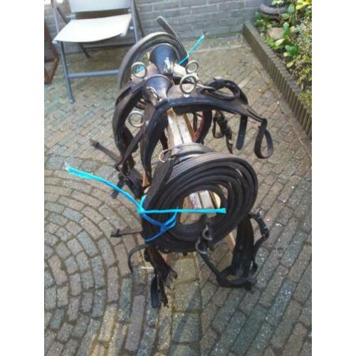 tuig schoft borst strengen hackney Welsh Shetlander