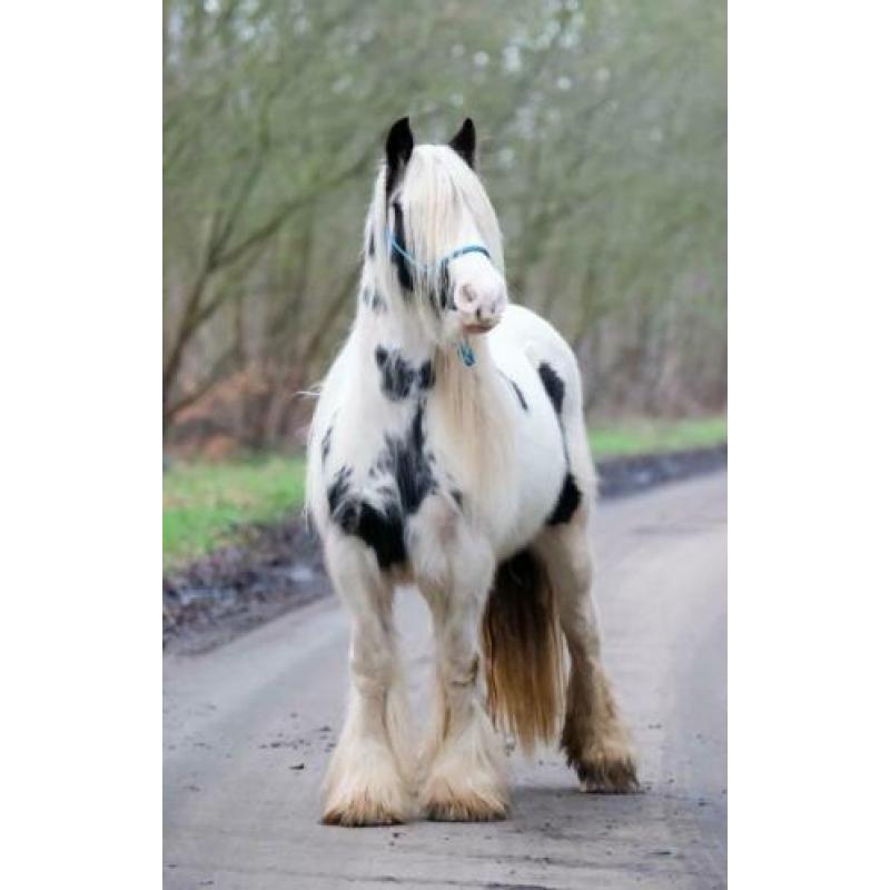 SD Elvive - Stoere kleine tinkermerrie