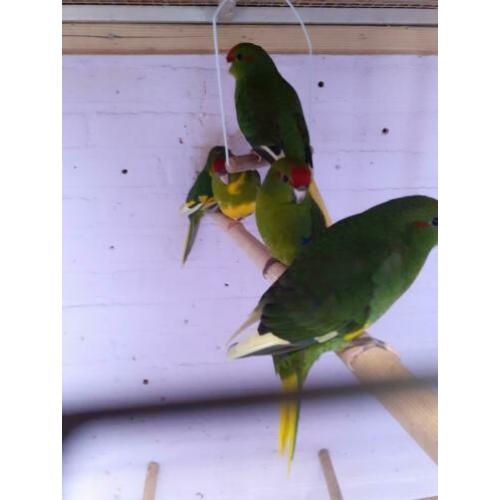 Jonge kakariki 8 week oud pop en mannetje 25 euro per stk