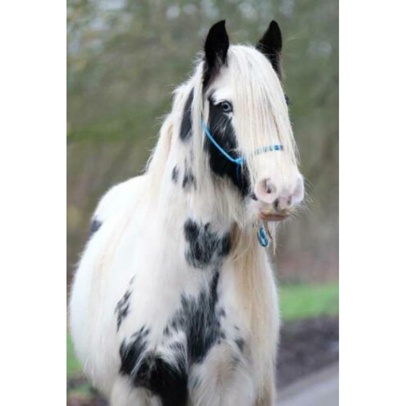 SD Elvive - Stoere kleine tinkermerrie