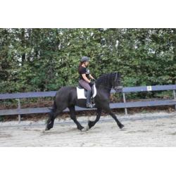 Stoere gereden en getuigde Fries!! Merrie van 7 lentes jong.