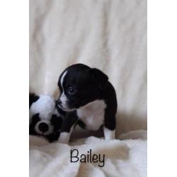 Super lieve raszuivere chihuahua pups