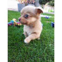 3 mooie choco merle pomeriaan kruising pomchi te koop teefje