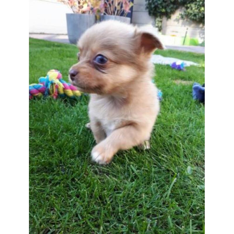 3 mooie choco merle pomeriaan kruising pomchi te koop teefje