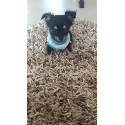 Chihuahua langhaar mag vandaag mee ( reutje )
