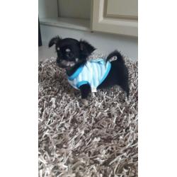 Chihuahua langhaar mag vandaag mee ( reutje )