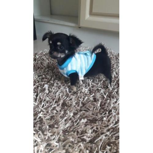 Chihuahua langhaar mag vandaag mee ( reutje )