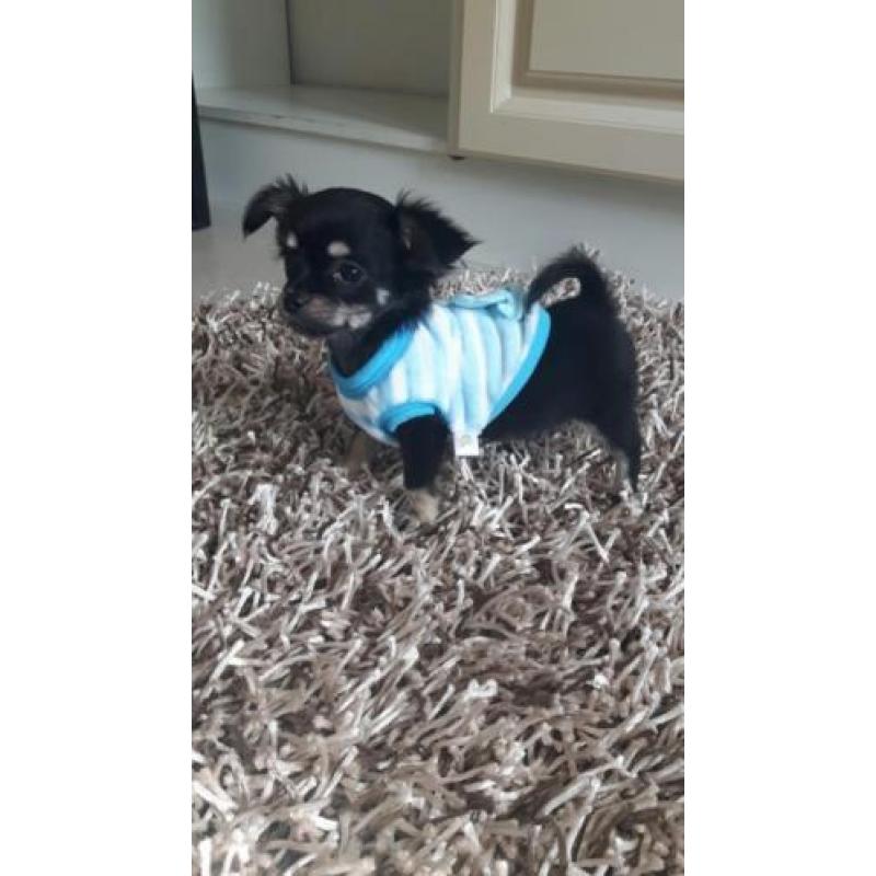 Chihuahua langhaar mag vandaag mee ( reutje )