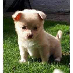 3 mooie choco merle pomeriaan kruising pomchi te koop teefje