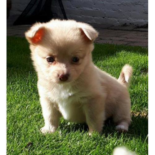 3 mooie choco merle pomeriaan kruising pomchi te koop teefje