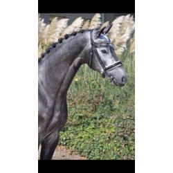 Te koop chique 4 jarige dressuur ruin!