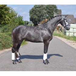 Te koop chique 4 jarige dressuur ruin!
