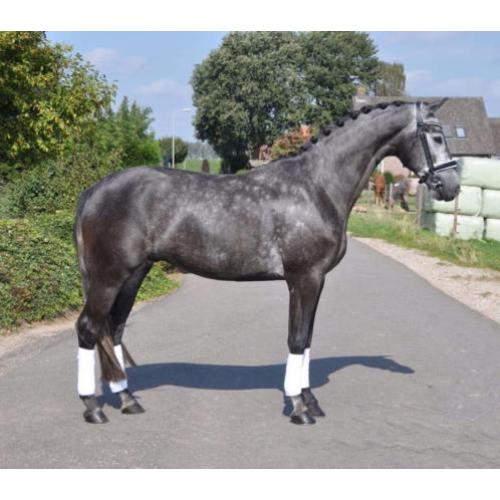 Te koop chique 4 jarige dressuur ruin!