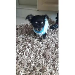 Chihuahua langhaar mag vandaag mee ( reutje )