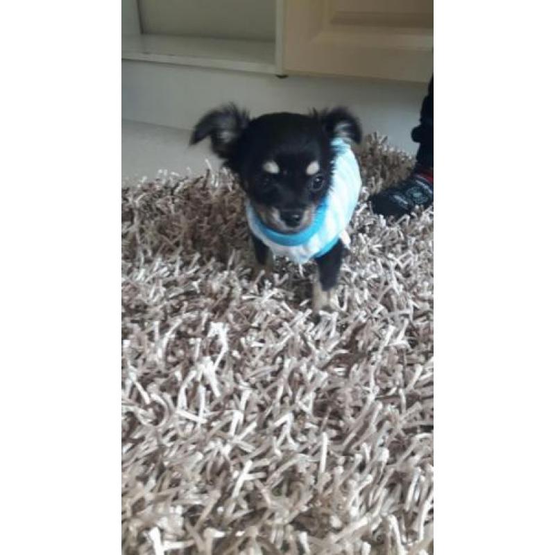 Chihuahua langhaar mag vandaag mee ( reutje )
