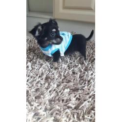Chihuahua langhaar mag vandaag mee ( reutje )