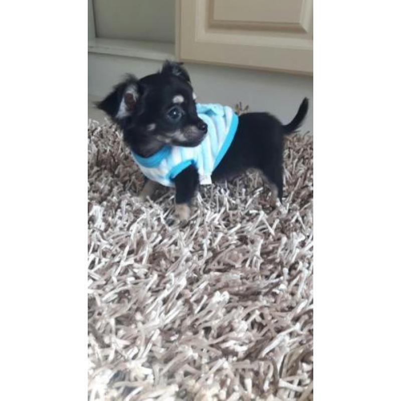 Chihuahua langhaar mag vandaag mee ( reutje )