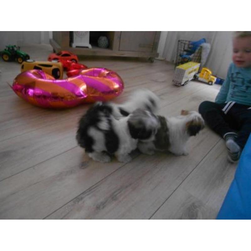 te koop 3 mooie bonte boomer puppies