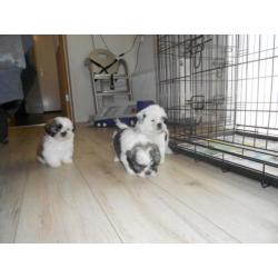 te koop 3 mooie bonte boomer puppies